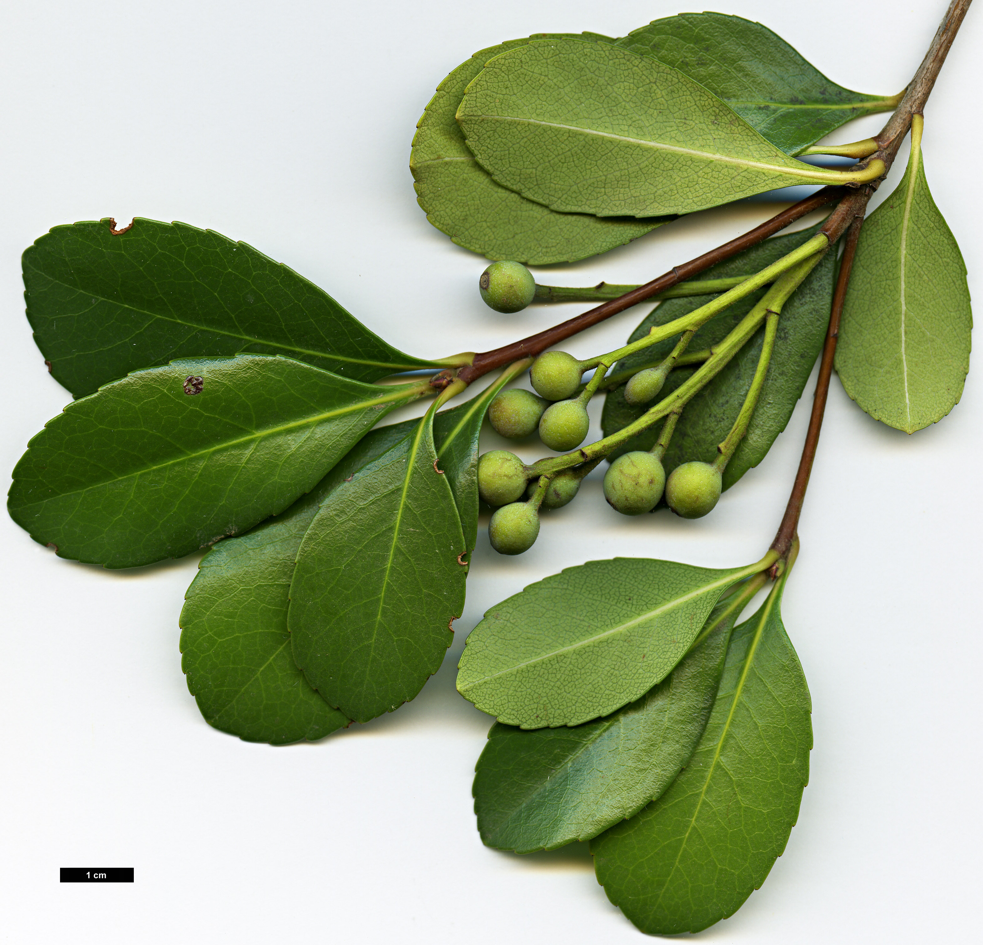 High resolution image: Family: Rosaceae - Genus: Rhaphiolepis - Taxon: ×delacourii (R.indica × R.umbellata)